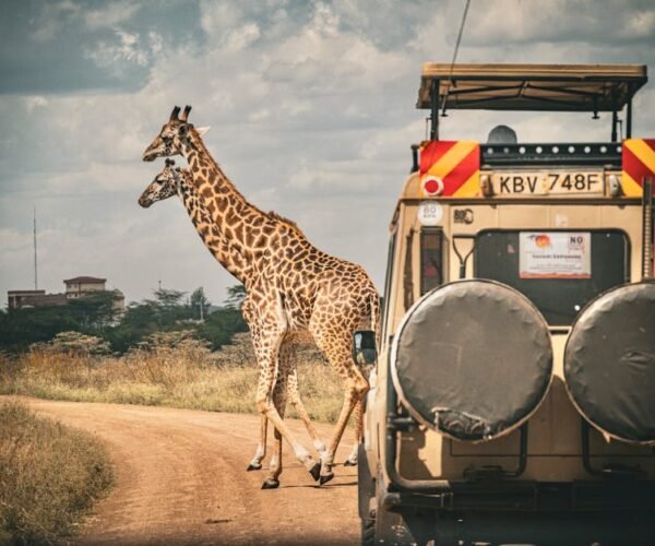 Best Countries to Visit in Africa for Safari Tours