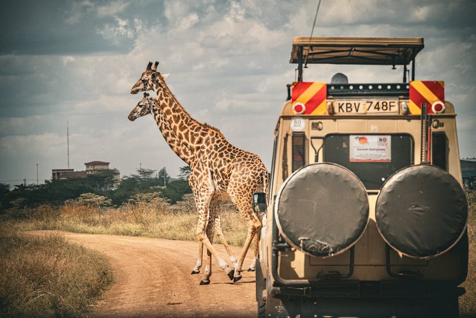Best Countries to Visit in Africa for Safari Tours