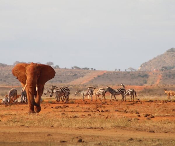 Top Travel Destinations in Kenya for Wildlife Tours