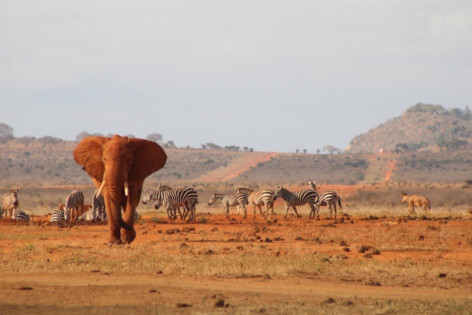 Top Travel Destinations in Kenya for Wildlife Tours